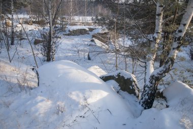 Kış ormanı karla kaplı