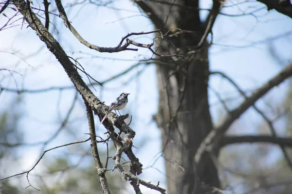 Oiseau Assis Sur Une Branche Arbre Dans Forêt — Photo