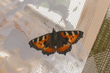 Beyaz perdede güzel bir kelebek