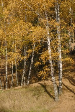 Sonbahar ormanında sarı yapraklı huş ağacı