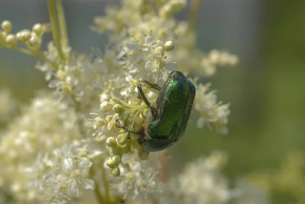 Scarabée Vert Est Assis Sur Une Plante Aux Fleurs Blanches — Photo