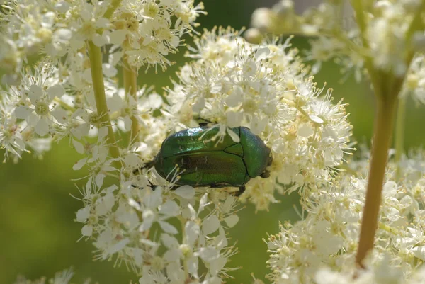 a green beetle sits on a plant with white flowers