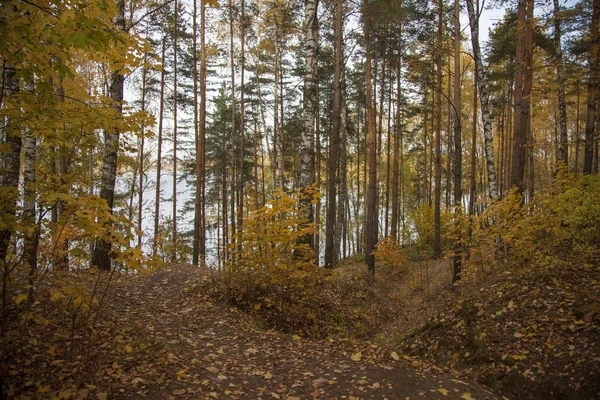 Береза Желтыми Листьями Осеннем Лесу — стоковое фото