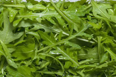 marul yaprakları büyük miktarlarda yeşildir.