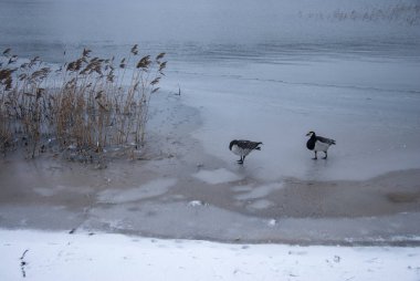 Branta lökossis, ördek ailesinin küçük bir türüdür..