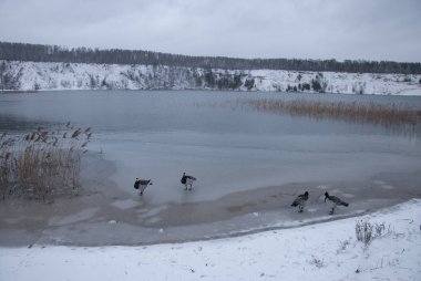 Branta lökossis, ördek ailesinin küçük bir türüdür..