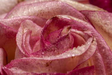 Güzel kırmızı ve beyaz gül tomurcukları