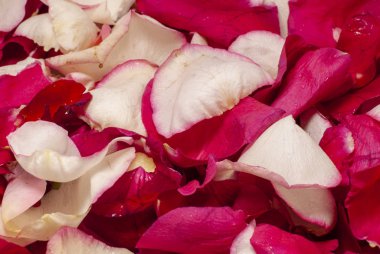 Güzel kırmızı ve beyaz gül tomurcukları