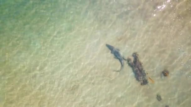 Aerial Straight Shot Large Saltwater Crocodile Walking Underwater Clear Shallow — Stock Video