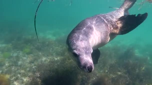 Onderwaterschot, Sea Lion in ondiep helder water, slow motion van dichtbij — Stockvideo