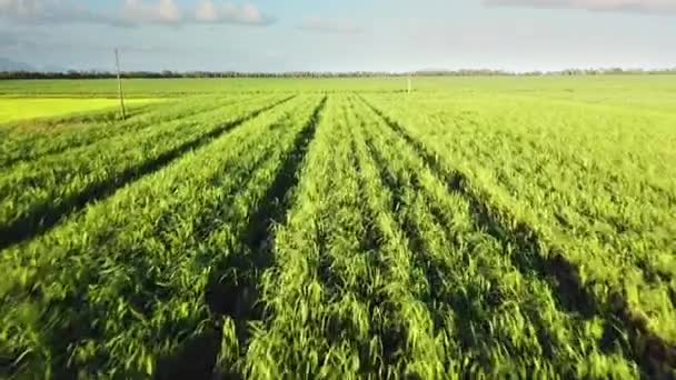 Drone flying low, straight and in-line with rows of green sugarcane plants — 비디오