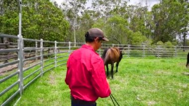 Horse trainer with rope approaches two horses in round yard, horse walks away