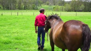 Man leads horse through green paddock on sunny day, slow motion from behind