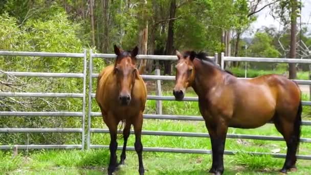 Две коричневые лошади стоят вместе в зеленом травянистом загоне, средний выстрел, солнечный день — стоковое видео