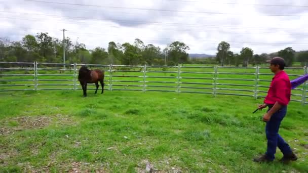 Horse trainer holding flag actively trains horse in round yard, wide shot — Stok video