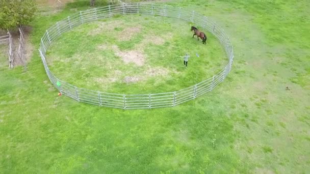 Aerial of woman training single horse in round pen, POI wide shot — 비디오