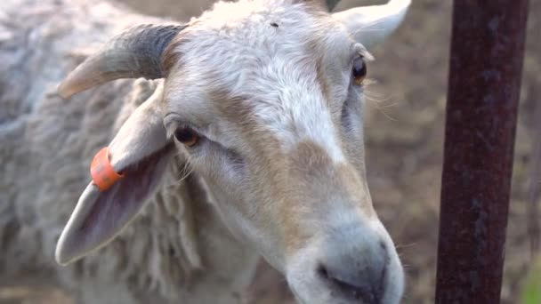 Close-up van trieste schapen gezicht, slow motion, zacht licht — Stockvideo