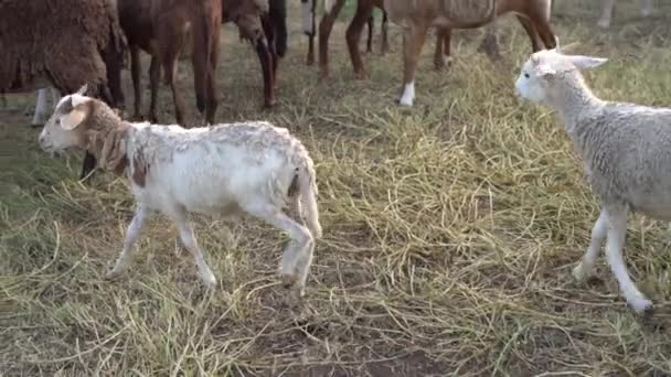 Два ягненка идут мимо стада овец в травянистом загоне, средний выстрел замедленной съемки — стоковое видео