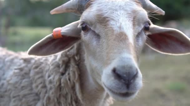 Close up de rosto bonito ovelhas, câmera lenta, luz macia — Vídeo de Stock