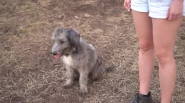 Kadın bacaklarının yanında oturan sevimli, tüylü çiftlik köpeği, kameraya bakıyor, yavaş çekim.