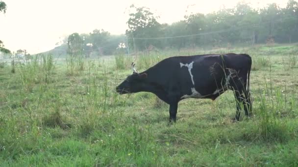 Černá a bílá kráva jedí zelenou trávu v ranním oparu, zpomalený pohyb — Stock video
