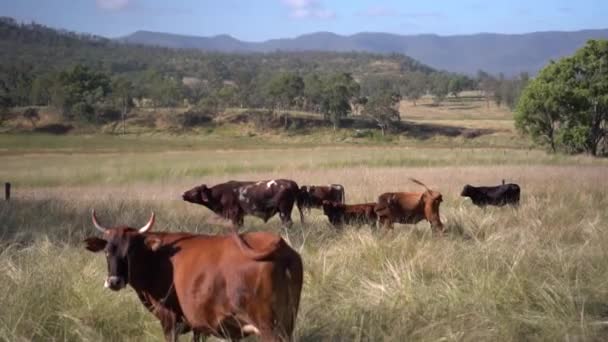 Bovins de ferme dans les prairies à herbes longues, paysage vallonné au loin, ralenti — Video