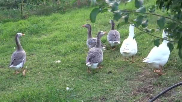 Group of gray and white farm geese, natural green grass setting, slow motion — Stock Video