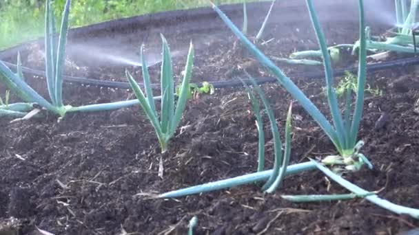 Grünes Frühlingszwiebelgemüse im Garten, Sprinkler, der Wasser versprüht, Zeitlupe — Stockvideo