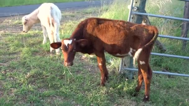 Dos terneros pastando en hierba verde corta en la granja, cámara lenta — Vídeos de Stock