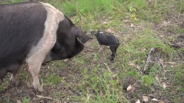 Pequeño lechón negro con madre cerdo de siembra en el ajuste de césped natural, cámara lenta — Vídeos de Stock