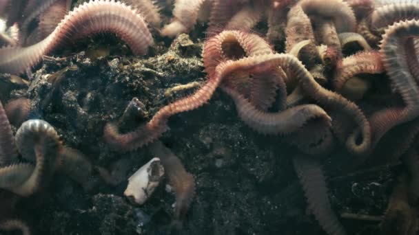 Grupp av slingrande marina sten maskar i lera under vattnet, närbild — Stockvideo
