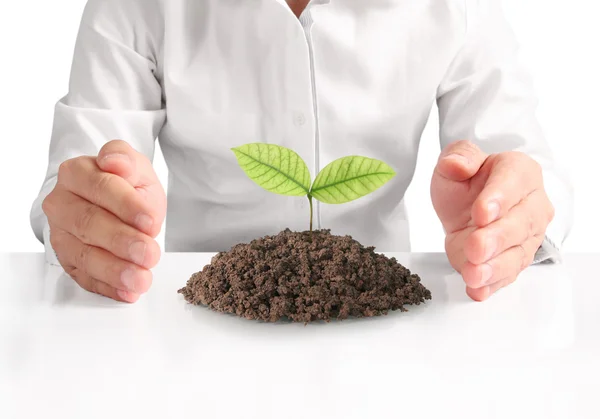 Concept of growing from plant in hand — Stock Photo, Image