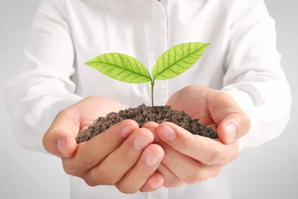 Concept of growing from plant in hand — Stock Photo, Image