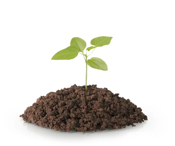 Plant boom groeiende zaailing op wit — Stockfoto