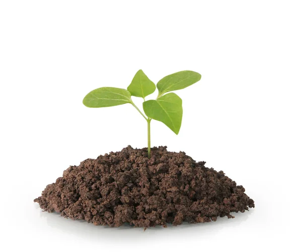 Planta árbol que crece plántulas en blanco — Foto de Stock