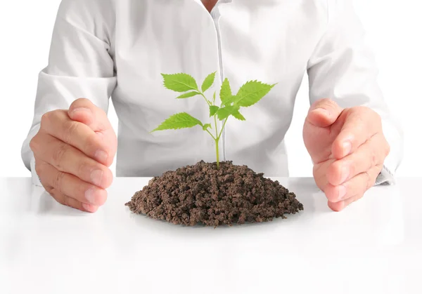 Concept of growing from plant in hand — Stock Photo, Image