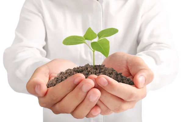 Concept of growing from plant in hand — Stock Photo, Image