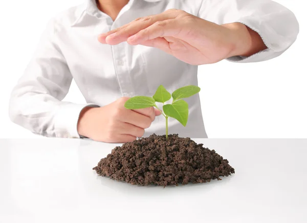 Concept of growing from plant in hand — Stock Photo, Image