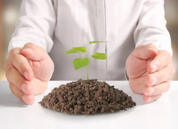 Holding green plant in hand — Stock Photo, Image