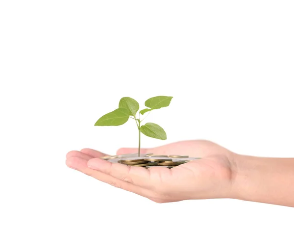 Plant growing from coins  in hand — Stock Photo, Image