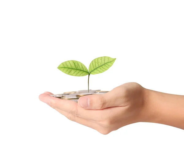 Plant growing from coins  in hand — Stock Photo, Image