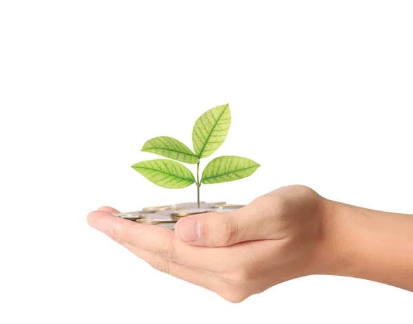 Plant growing from coins  in hand — Stock Photo, Image