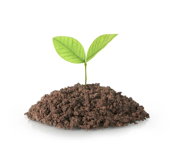 Plant boom groeiende zaailing — Stockfoto