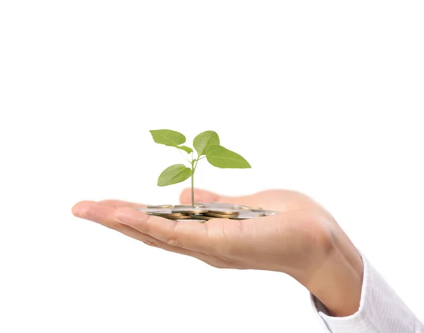 Plant growing from coins  in hand — Stock Photo, Image