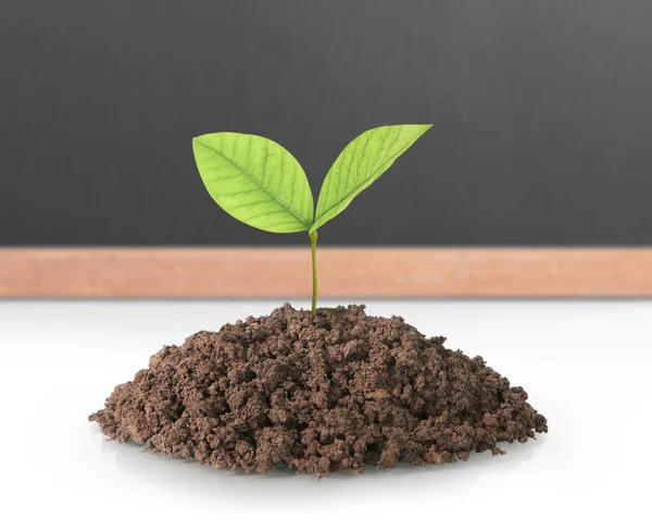 Plant boom groeiende zaailing — Stockfoto