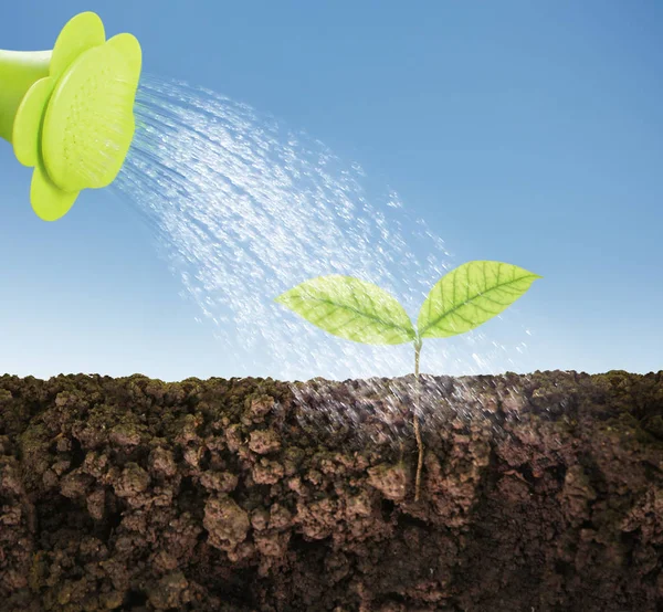 Green plant growing seedling — Stock Photo, Image