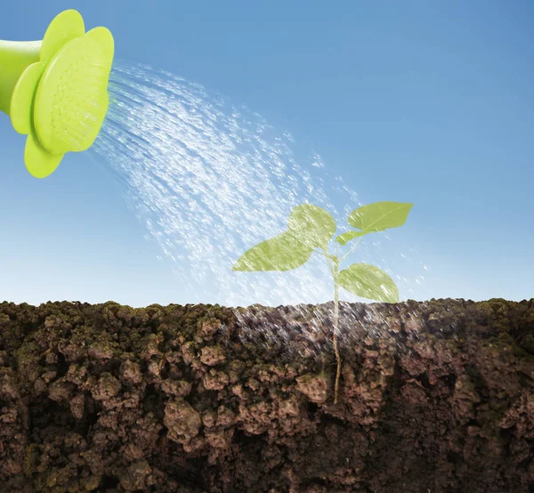 Grüne Pflanze wächst Sämling — Stockfoto