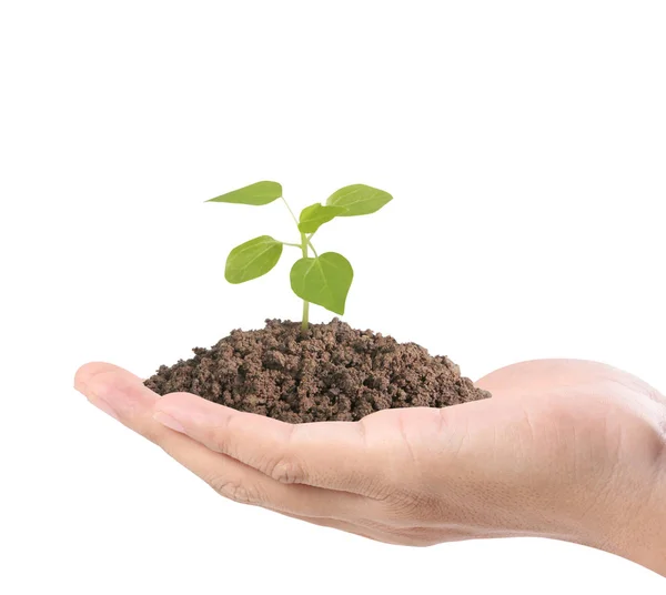 Hands holding plant — Stock Photo, Image