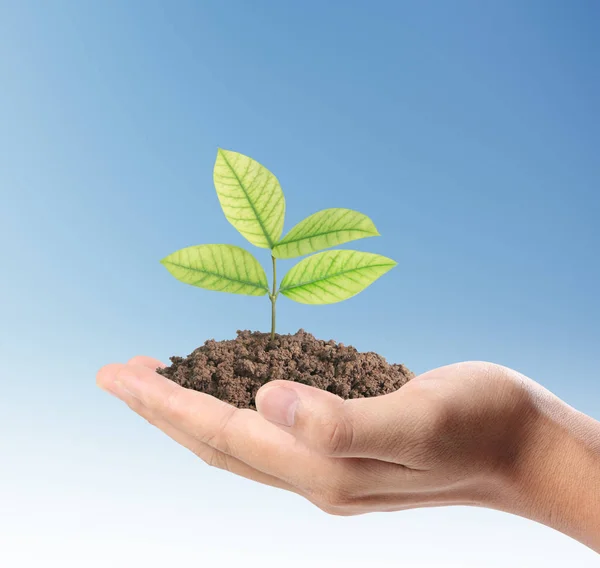 Hands holding plant — Stock Photo, Image