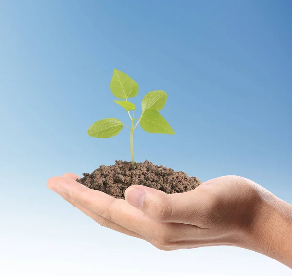 Hands holding plant — Stock Photo, Image